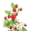 Видный лого
